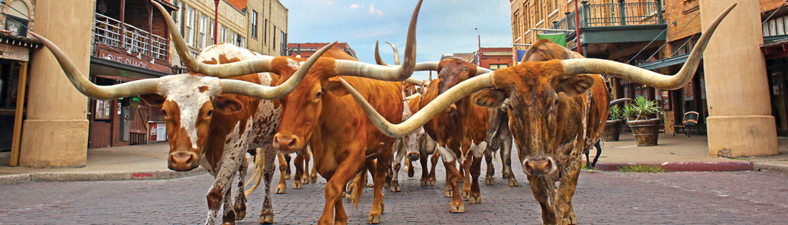 Texas Rabies Quarantine & Animal Handling | Texas Film Commission | Office  of the Texas Governor | Greg Abbott