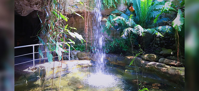 Waterfall within the Butterfly Center