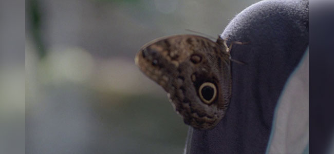 Movie still of a butterfly sitting on a child's arm